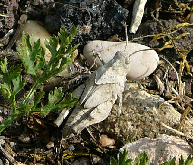 Blaue dlandschrecke (Oedipoda caerulescens) Larve Juni 2011 Huettenfeld Insekten + Mannheim Firmenparkplatz 055