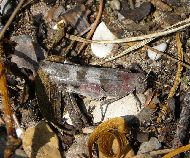 Blauflgelige dlandschrecke (Oedipoda caerulescens)  Sept 2010 Viernheimer Glockenbuckel Blumen 042