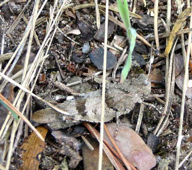 Blauflgelige dlandschrecke (Oedipoda caerulescens) Sept 2010 Viernheimer Glockenbuckel Blumen 039