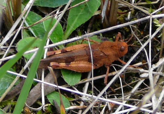 Blauflglige dlandschrecke 23.8.08_Stralsund Ozeanum_Barhft Bodden_ColbitzLetzlinger Heide 116