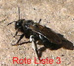 Blauschillernde Sandbiene Andrena agilissima kl.