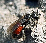 Blutbiene 3 Sphecodes spec. kl.