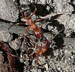 Blutrote Raubameise Formica sanguinea kl.