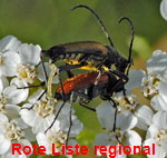 Blutroter Halsbock (Anastrangalia cf sanguinolenta) kl.