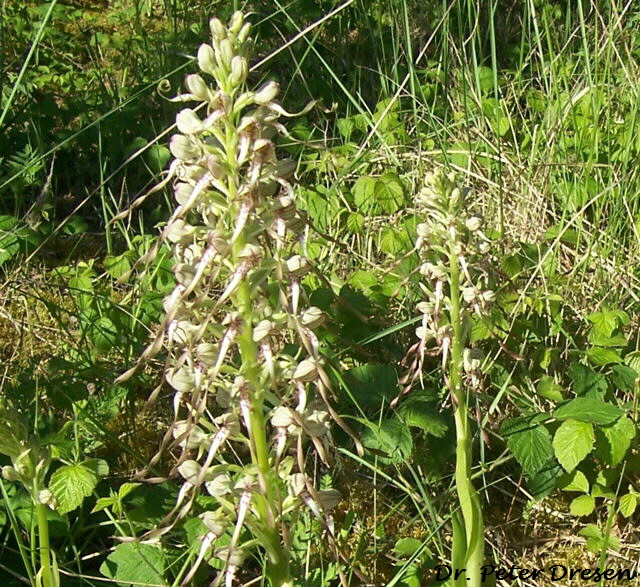 Bocksriemenzunge_1a_ Juni 09_Peter Dresen