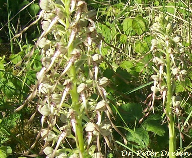 Bocksriemenzunge_1b_ Juni 09_Peter Dresen