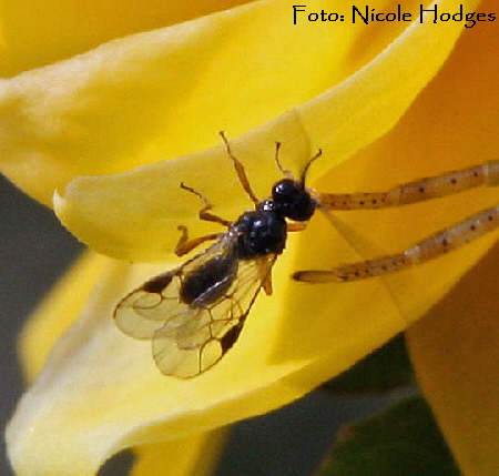 Brackwespe 1-April09-Garten-N_6a