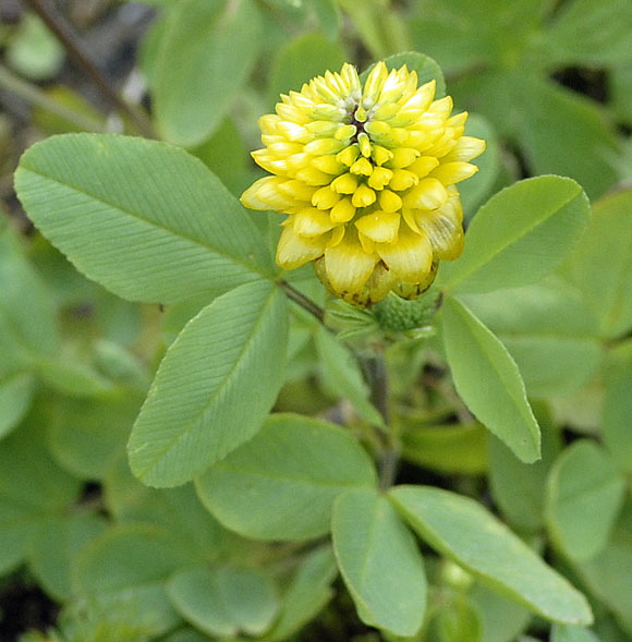 Braun-Klee (Trifolium badium)  9.7.2011 Allgu Alpen Fellhorn NIKON 107a