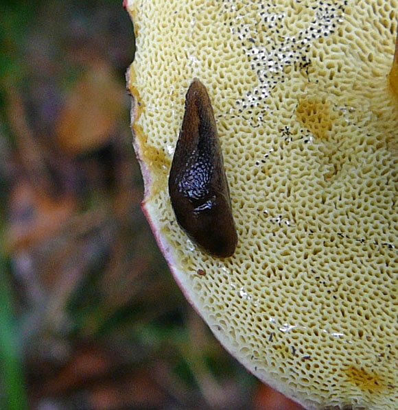 Braune Wegschnecke Arion cf fuscus Okt 2012 FFH Reliktwald West Pilze 099