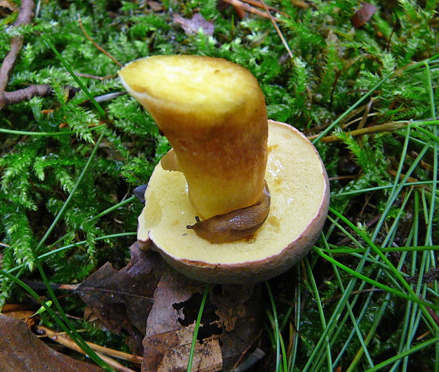 Braune Wegschnecke Arion cf fuscus Okt 2012 FFH Reliktwald West Pilze 100