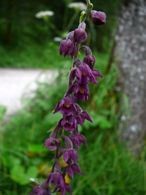 Braunrote Stendelwurz (Epipactis atrorubens) 2011-07-15 Nationalpark Berchtesgarden Wimbachklamm+gries 019