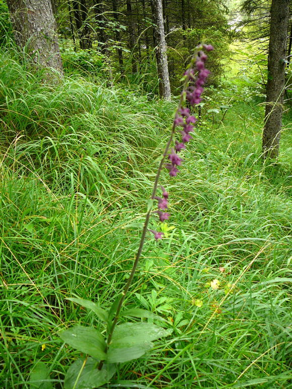 Braunrote Stendelwurz (Epipactis atrorubens) 2011-07-15 Nationalpark Berchtesgarden Wimbachklamm+gries 020