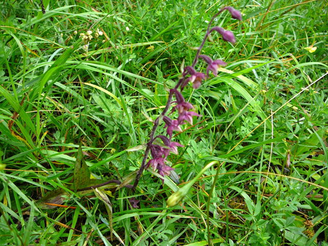 Braunrote Stendelwurz (Epipactis atrorubens) 2011-07-15 Nationalpark Berchtesgarden Wimbachklamm+gries 023