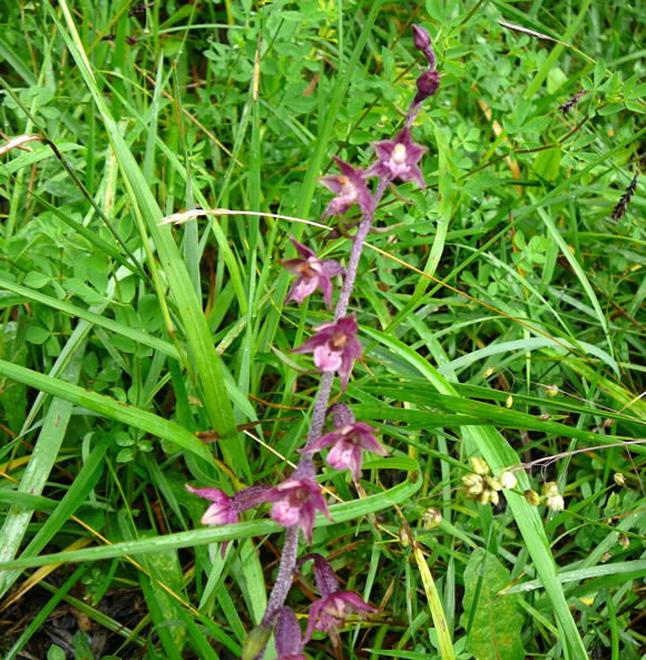 Braunrote Stendelwurz (Epipactis atrorubens) 2011-07-15 Nationalpark Berchtesgarden Wimbachklamm+gries 026