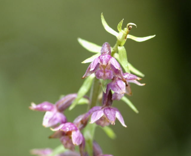 Braunrote Stendelwurz (Epipactis atrorubens) 2011-07-15 Nationalpark Berchtesgarden Wimbachtal NIKON 018