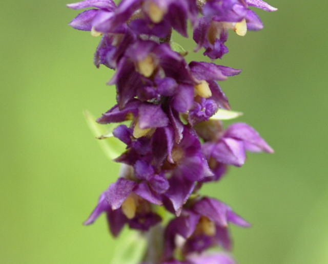 Braunrote Stendelwurz (Epipactis atrorubens) 2011-07-15 Nationalpark Berchtesgarden Wimbachtal NIKON 341