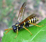 Braunwurz-Blattwespe  Tenthredo scrophulariae kl.