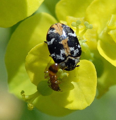 Braunwurz-Blütenkäfer (Anthrenus scrophulariae) 2012-05-25 Pfälzer Wald, Hinterweidenthal, Dahn, Schönau NIKON 105 Braunwurz-Blütenkäfer (Anthrenus scrophulariae) 2012-05-25 Pfälzer Wald, Hinterweidenthal, Dahn, Schönau NIKON 105