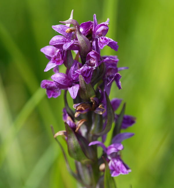 Breitblttrige Knabenkraut (Dactylorhiza majalis) Juni 09 Hoher Vogelsberg... 262