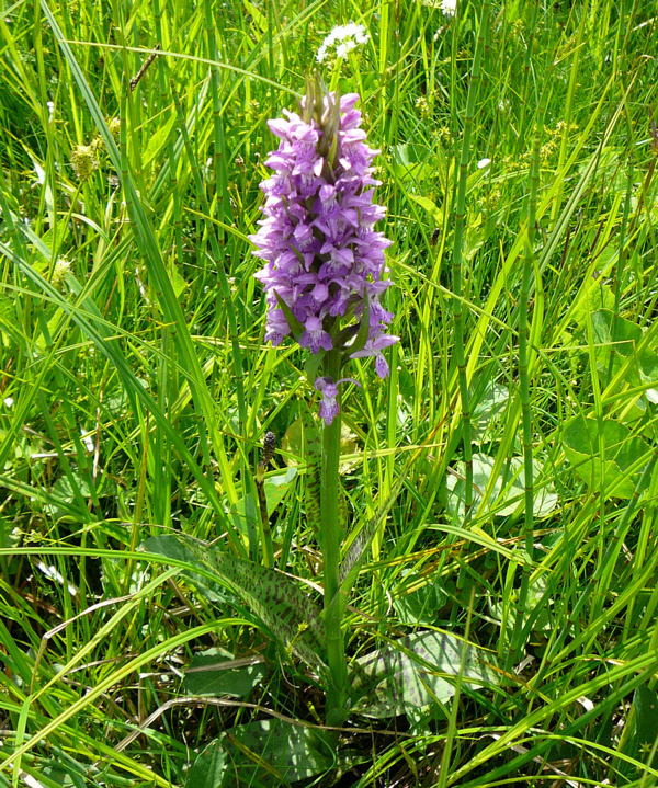 Breitblttrige Knabenkraut (Dactylorhiza majalis) Mai 09 Goldwiese Hohenrodskopf, Taufstein und Hochmoor 140