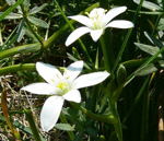Breitblttriger Dolden-Milchstern ( Ornithogalum umbellatum) kl.