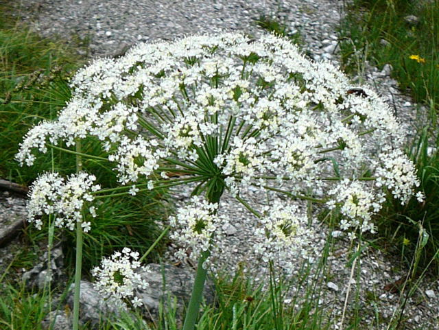 Breitblttriges Laserkraut (Laserpitium latifolium) 2011-07-15 Nationalpark Berchtesgarden Wimbachklamm+gries 024a