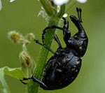 Deutscher Trgrssler (Liparus cf. germanus kl.