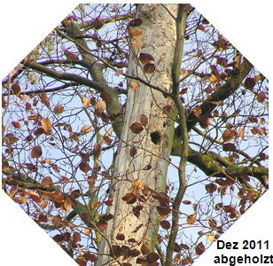 Dez 2011 LA Revier 304 Brutbaum P1010003_300a Kopie