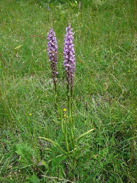 Dichtbltige Mcken-Hndelwurz Gymnadenia conopsea ssp. densiflora  Juli 2012 Mnsingen Biosphren Schwb. Alb+Triberg 019