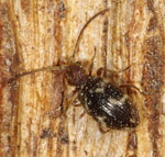 Diebskfer 1 Ptinus_rufipes kl.