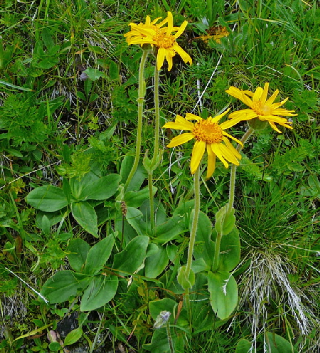 Echte Arnika (Arnica montana)   9.7.2011 Allgu Alpen Fellhorn Oberstdorf-Faistenoy 141
