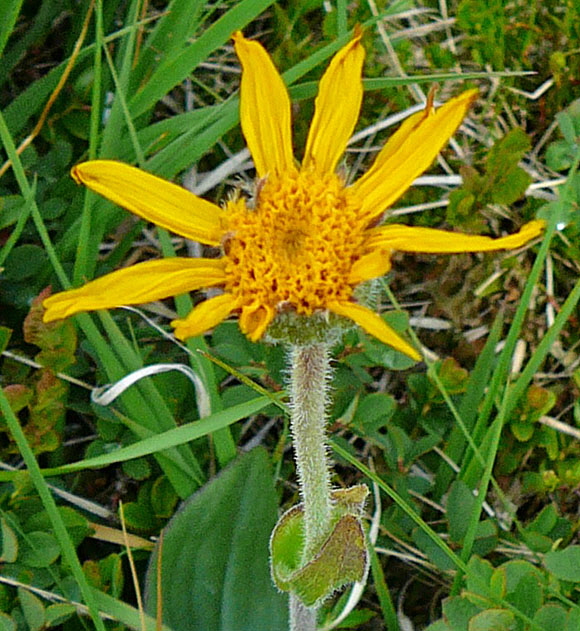 Echte Arnika (Arnica montana)  9.7.2011 Allgu Alpen Fellhorn Oberstdor71a