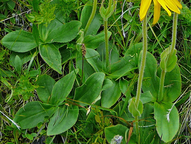 Echte Arnika (Arnica montana)  9.7.2011 Allgu Alpen Fellhorn Oberstdorf-Faistenoy Bl 141