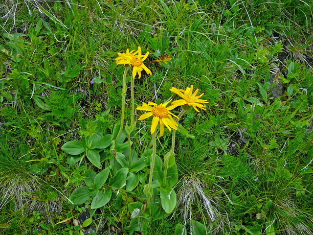 Echte Arnika (Arnica montana)  9.7.2011 Allgu Alpen Fellhorn Oberstdorf-Faistenoy g 141