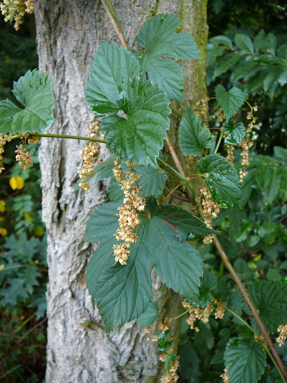 Echte Hopfen (Humulus lupulus) Mnnliche Blten August 2012 Huett Insekten+Blumen Graben 013