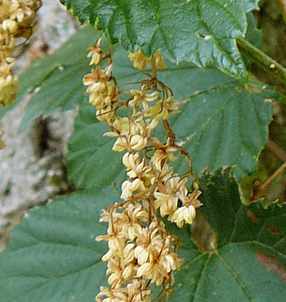 Echte Hopfen (Humulus lupulus) Mnnliche Blten August 2012 Huett Insekten+Blumen Graben 013a