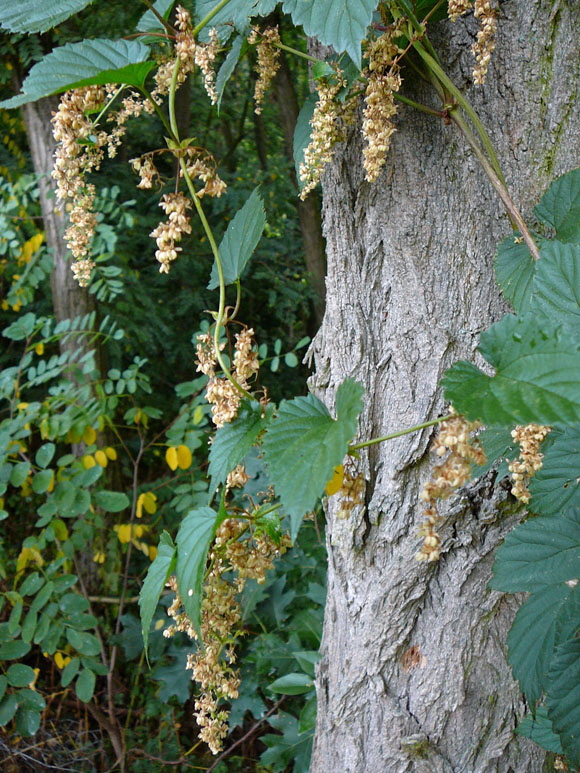Echte Hopfen (Humulus lupulus) Mnnliche Blten August 2012 Huett Insekten+Blumen Graben 014
