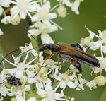 Echter Schenkelkfer (Oedemera podagrariae Mnnchen kl.