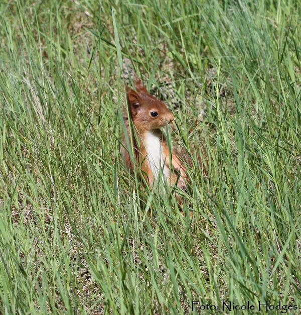 Eichhrnchen-Jungtier-HeideLampertheim17.05_N