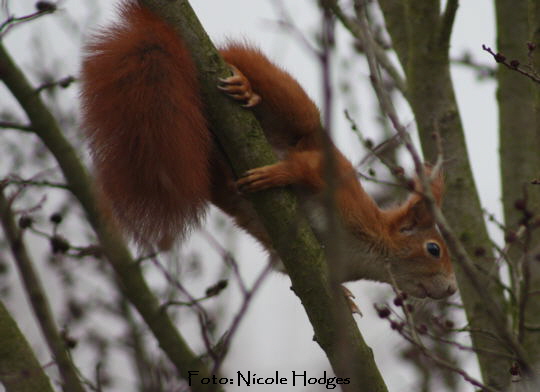 Eichhrnchen Mrz 09 Httenfeld IMG_1787 N.