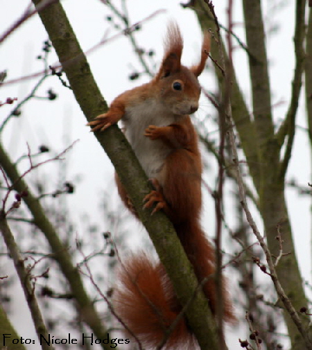 Eichhrnchen Sciurus vulgaris Mrz 09 Httenfeld IMG_1779 N.
