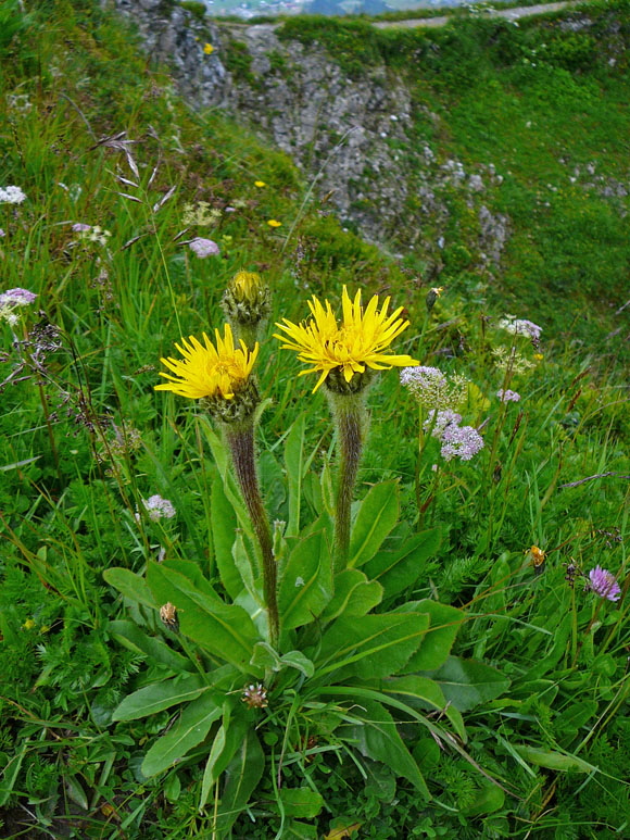 Einkpfiges Ferkelkraut  Allgu Alpen Fellhorn Oberstdorf-Faistenoy 063