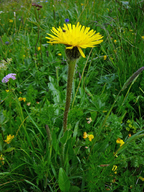 Einkpfiges Ferkelkraut (Hypochaeris uniflora)  9.7.2011 Allgu Alpen Fellhorn 38