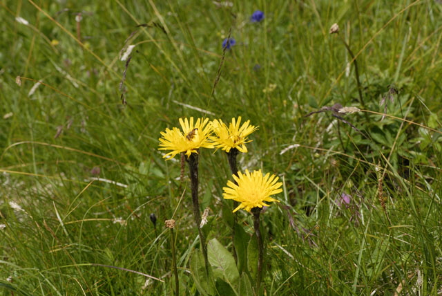 Einkpfiges Ferkelkraut  Hypochaeris uniflora 9.7.2011 Allgu Alpen Fellhorn Oberstdorf-Faistenoy  33