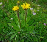 Einkpfiges Ferkelkraut  Hypochaeris uniflora kl.