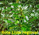 Europische Stechpalme (Ilex aquifolium) kl.