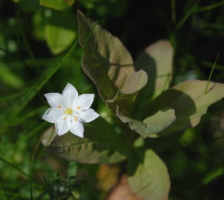 Europischer Siebenstern (Trientalis europaea Juni 09 Hoher Vogelsberg... Hochmoor 277