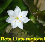 Europischer Siebenstern (Trientalis europaea kl.