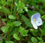 Faden-Ehrenpreis (Veronica filiformis) kl.