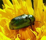 Fallkfer 1 Cryptocephalus spec. kl.